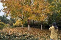 激发居平易近参取美育勾当的